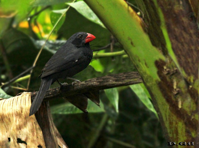 PIMENTAO (Saltator fuliginosus)    